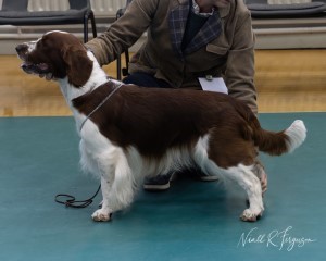  Post Graduate Dog